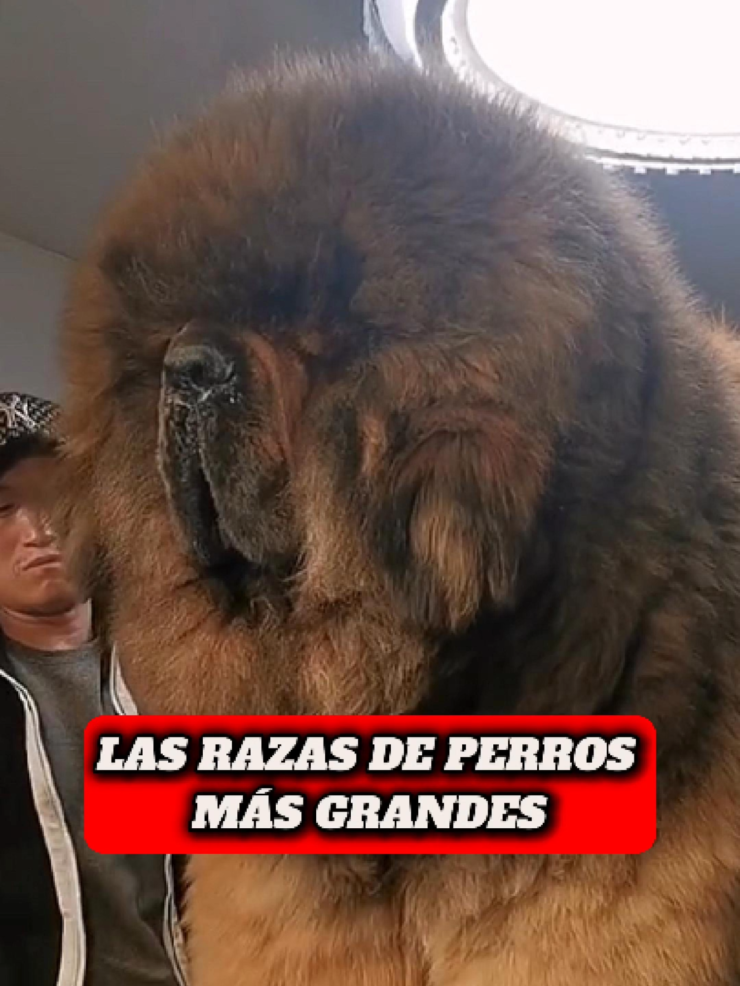 Razas de Perros Más Grandes #perros #perrostiktok #fyp #perro #animales #mascotas #sanbernardo #mastin #granDanes