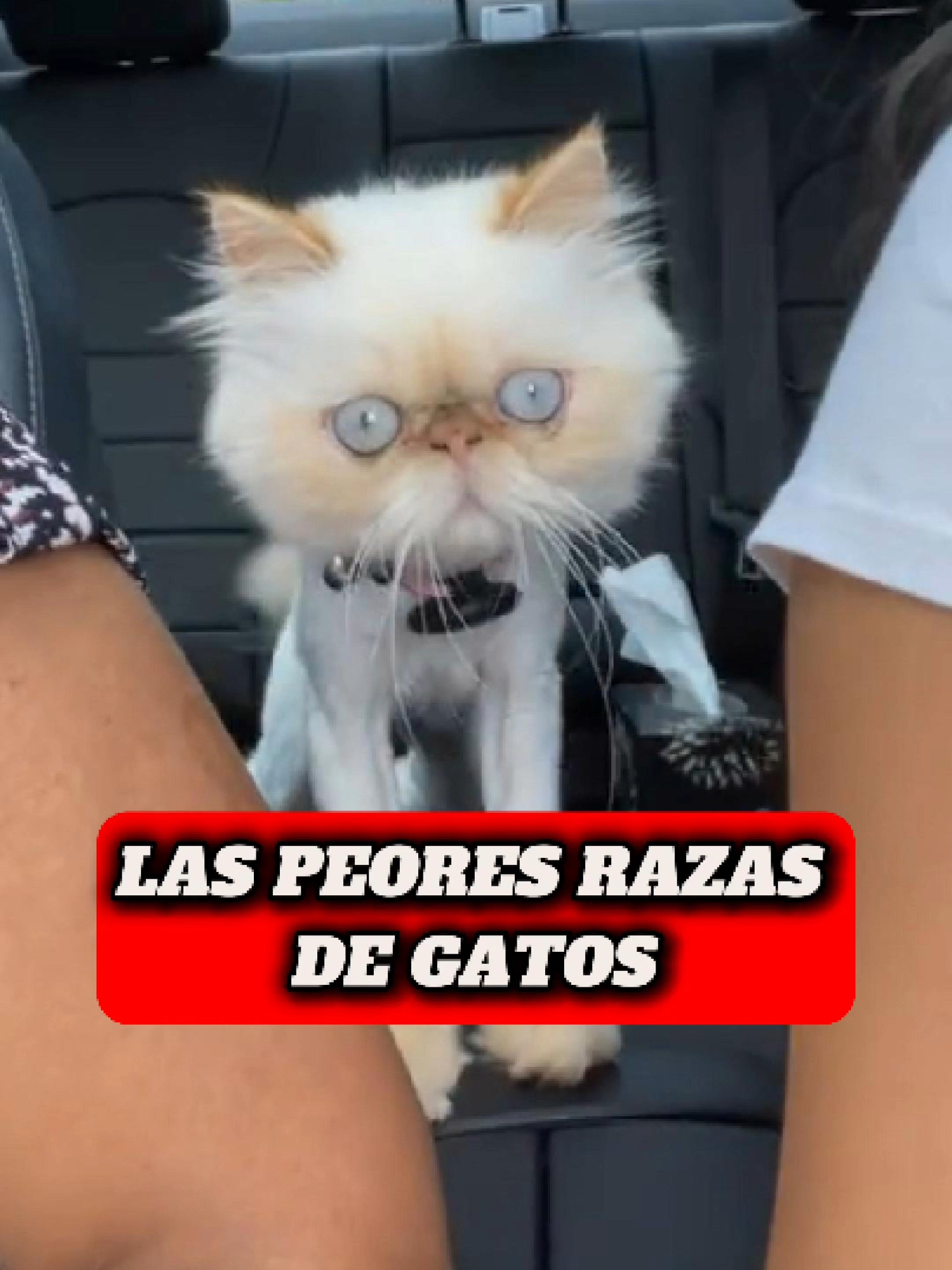 Las Peores Razas de Gatos! #gatos #gatostiktok #fyp #animales #mascotas #savannah #siames #persa