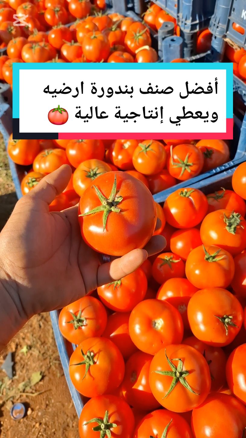 أفضل صنف بندورة ممكن تزرعو ارضيه بدون استعمل القصب ويعطي إنتاجية عالية هاد الصنف 8036 #عالم الزراعة #الزراعة السهلا #اسرار الزراعة #الزراعة المنزلية #زراعة البندوره #زراعة الخيار #زراعة الفاصوليا طريقة زراعة الشمام تسميد الشمام زراعة البطيخ الأصفر طريقت تسميد الخيار السمدة للخيار  طريقة صمد الخيار زريعه الخيار درجا ازي اسمد الخيار طريقة تسميد البيذنجان طريقة تسميد الفلفل طريقة تسميد البندوره طريقة زراعة امراض البندوره امراض الخيار امراض البيذنجان امراض الفلفل أسباب تصاقط ازهار #عالم الزراعة #الزراعة السهلا #اسرار الزراعة #الزراعة_البندورة #زراعة الخيار #طريقة زراعة البندوره #طريقة زراعة الخيار #طريقة زراعة الفلفل #طريقة زراعة البيذنجان #الزراعة المنزلية #زراعة الشمام #طريقة زراعة الشمام #زراعة البطيخ الأصفر