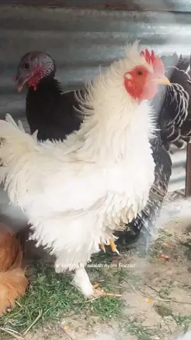 Ayam Frizzle #ayam #frizzle #fypシ゚viral 