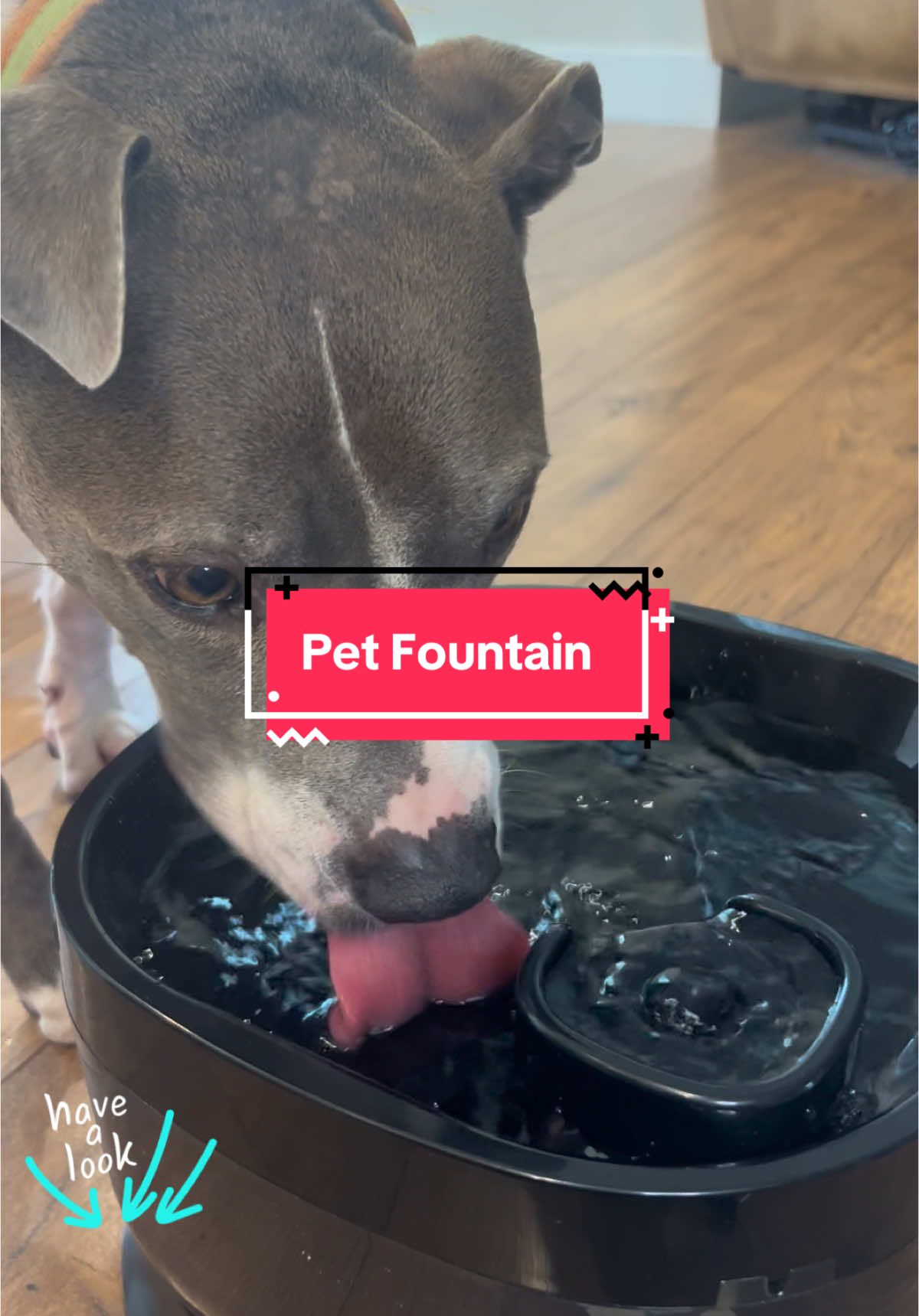 7L of cycing water for your pets! Cut back on refilling the water bowl with this filtering pet fountain. #petcare #petessentials #dogbowls #petfountain #tiktok #TikTokShop #fyp #shopping #dogs 