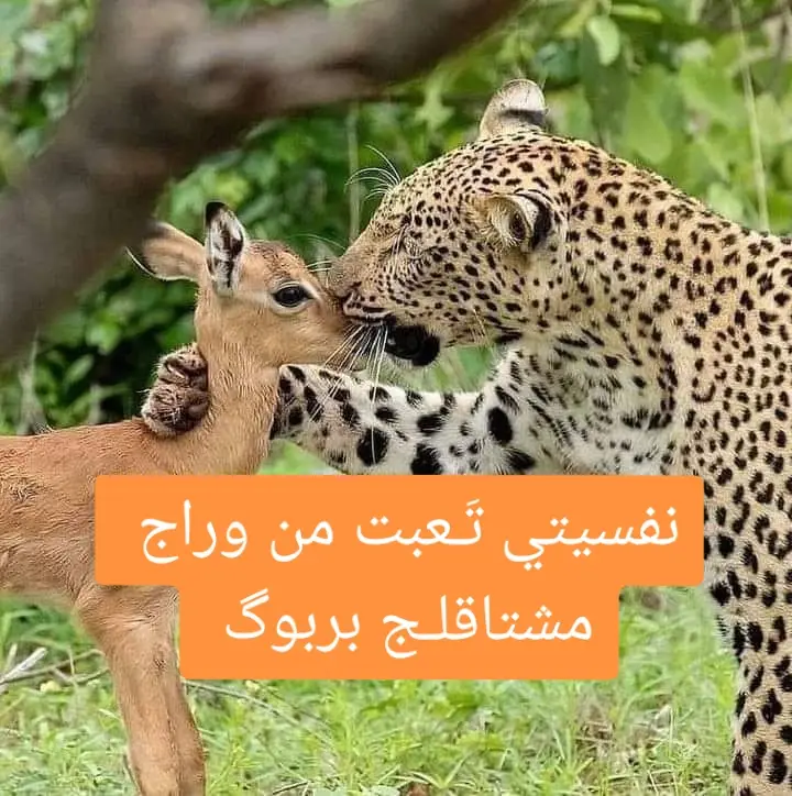 فهودي هم بي بلةة ههههههههههه .