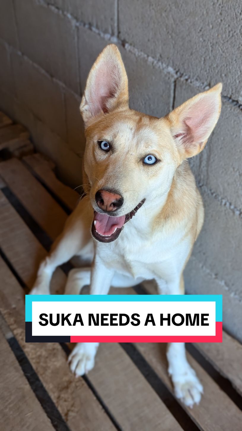 Suka is searching for a loving UK home! Please contact us today if you are interested in adopting her. #adoptme #blueeyes #oceaneyes #husky #romanianrescuedog #romania #ukdogs #helpdogs #savedogs #adoptdontshop #rescuedog #dogsinneed 