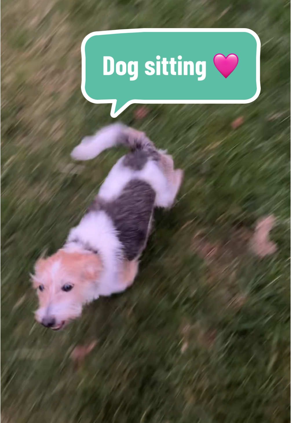 We love it when this boy comes to visit 🩷🎀 #dogsoftiktok #dogsitting #mumsoftiktok #familywalk #fyp 