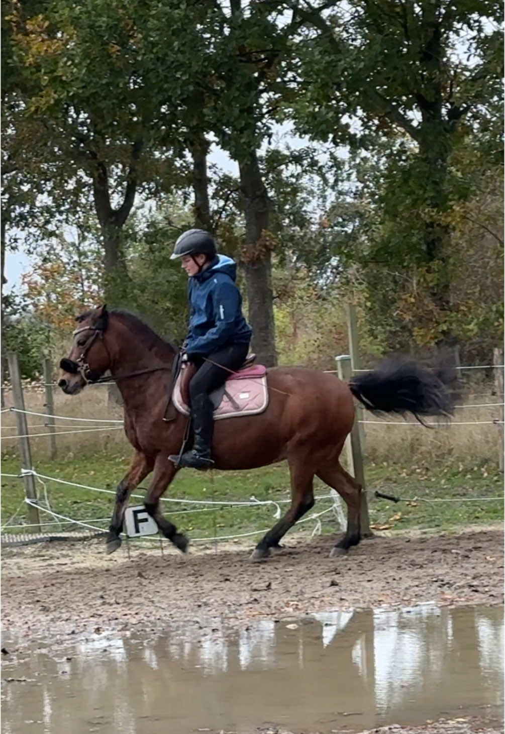 Cutest lil’ pony🥰 IG: Ida_flower_spot ✨ #trend #fy #boost #foryou #foryoupage #fyp #trending #pferd #horse #horses #loveofmylife #jumping #forever #horselove #horsesoftiktok #Love