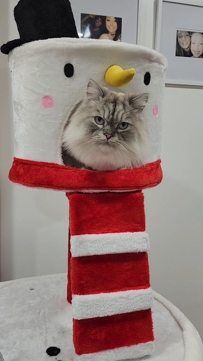 Christmas 🎄 is coming!!!!!!! Hurry now and grab this deal for this big snowman cat tree, get yours while they are on sale!😸@KAMABOKOPETS #catree #christmas #kamabokopets #bigsnowman #snowman #christmascattree #cattok #catsoftiktok #cats #christmasiscoming 