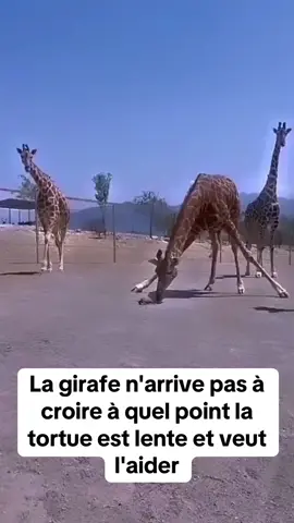 Les animaux sont si purs 🥺 #pourtoi #animal #animaux #animals 