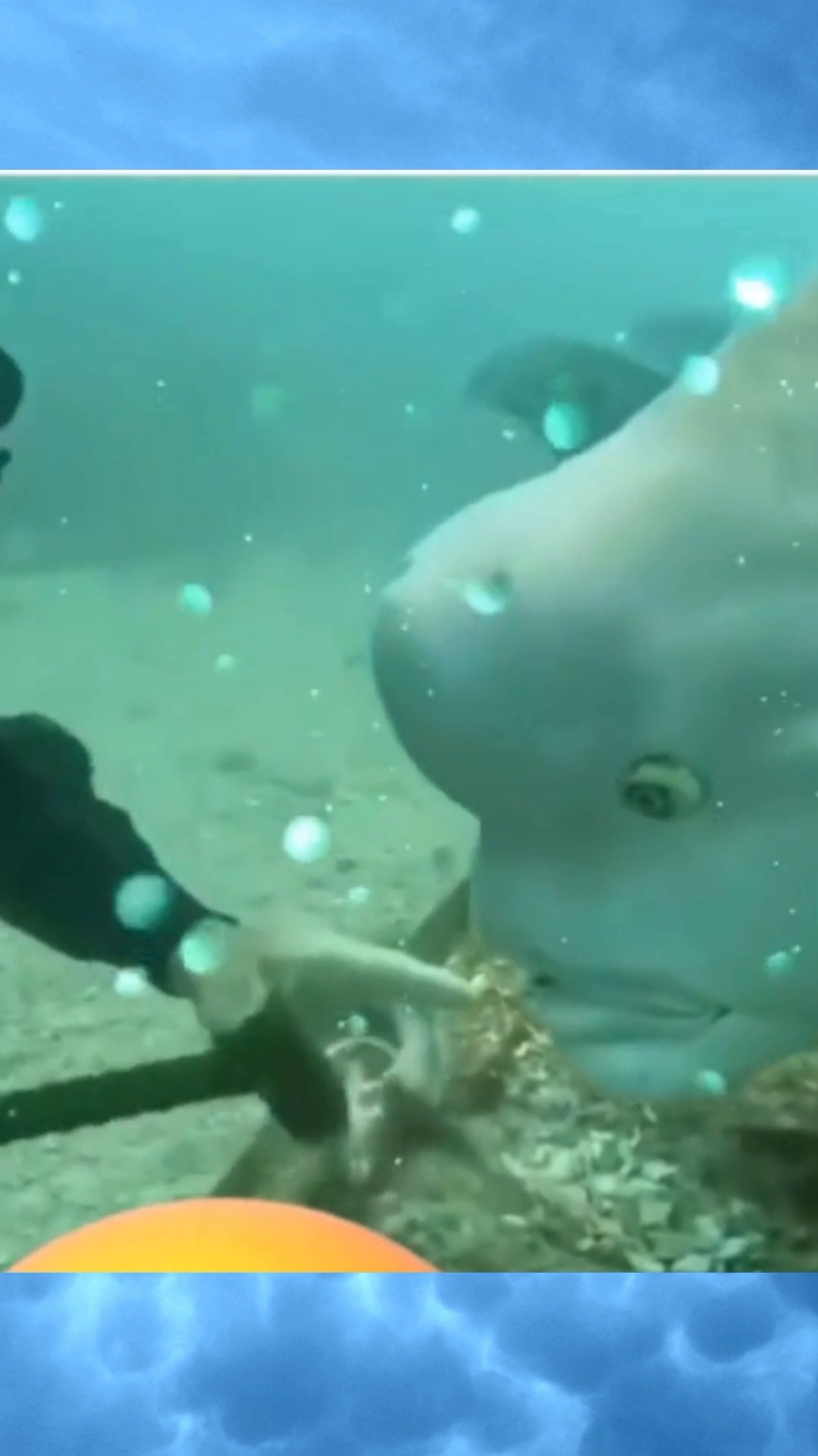 Bicho curioso 😳🤣 #bicho #curioso #peixe #meme #mergulhador #engracado #mar