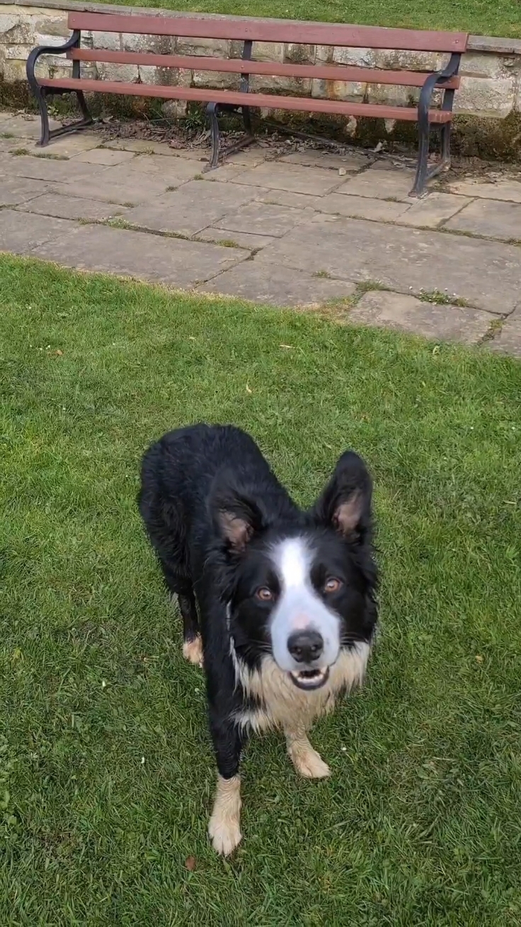 Is this enough #milothecollie5 #iloveyourdaughter #funnydogvideos #dogsoftiktok #colliedog 