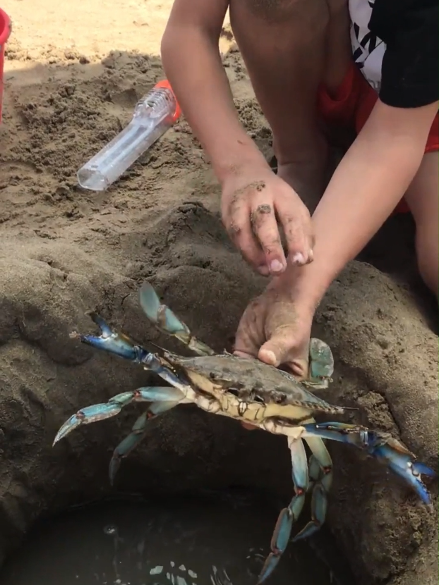 Rescue Mission Gone Crabby #crabs #crab #rescueanimals #animalrescue #tiere #rettung #krab #animalsoftiktok