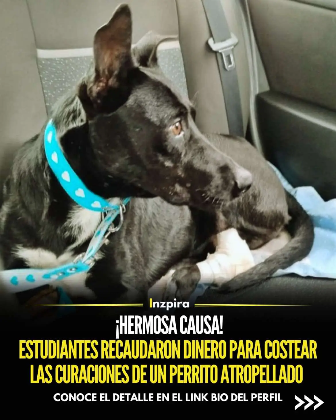 En Villa Adela, vecinos y estudiantes se unieron para recaudar fondos en apoyo a «Carbón», un querido perro de la comunidad que sufrió un grave accidente. ✅ Conoce el detalle en el link bio del perfil. • • • #Recaudacion #Perrito #Animales #Amor #Solidaridad 