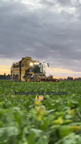 Keepin sugar in the governments tea 🫡🖕 #britishagriculture#fyp#foryou#mentalhealthmatters#mensmentalhealth#harvest24#sunset#life#yfc#thankafarmer#britishfarming#latenightthoughts#BBF 