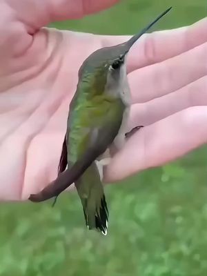 Attract Hummingbirds to Your Garden with Ease! Create a Paradise for These Delightful Creatures