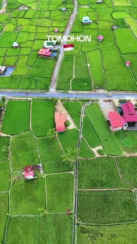 Hijau - hijau, tapi bukan duit 😀Ini hamparan sawah di Tomohon, Sulawesi Utara. #fyp #green #hijau #sawah #field #tomohon #sulut #sulawesiutara 