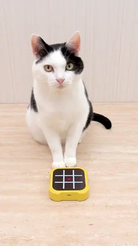 Cat and TIC TAC TOE