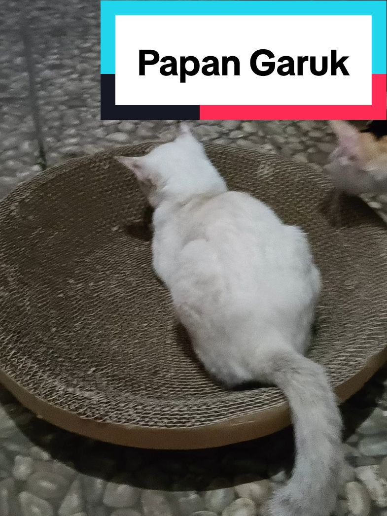 Papan garukan anabul multi fungsi bisa juga buat tempat tidur anabul.bahan kardus tebal di garuk sekali tidak langsung rusak.#kochiraa #papangarukkucing #papancakar #obatkutukucing #kucingtiktok #vitaminkucing 