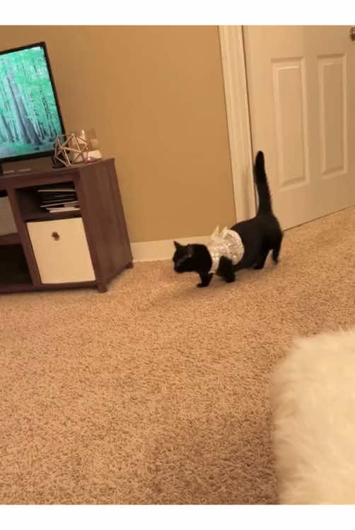 Fat cat #funnyvideos #catsoftiktok #catlover #fypシ゚ #cutecat #PetsOfTikTok #petsoftiktok #catfunnyvideos #funnycats