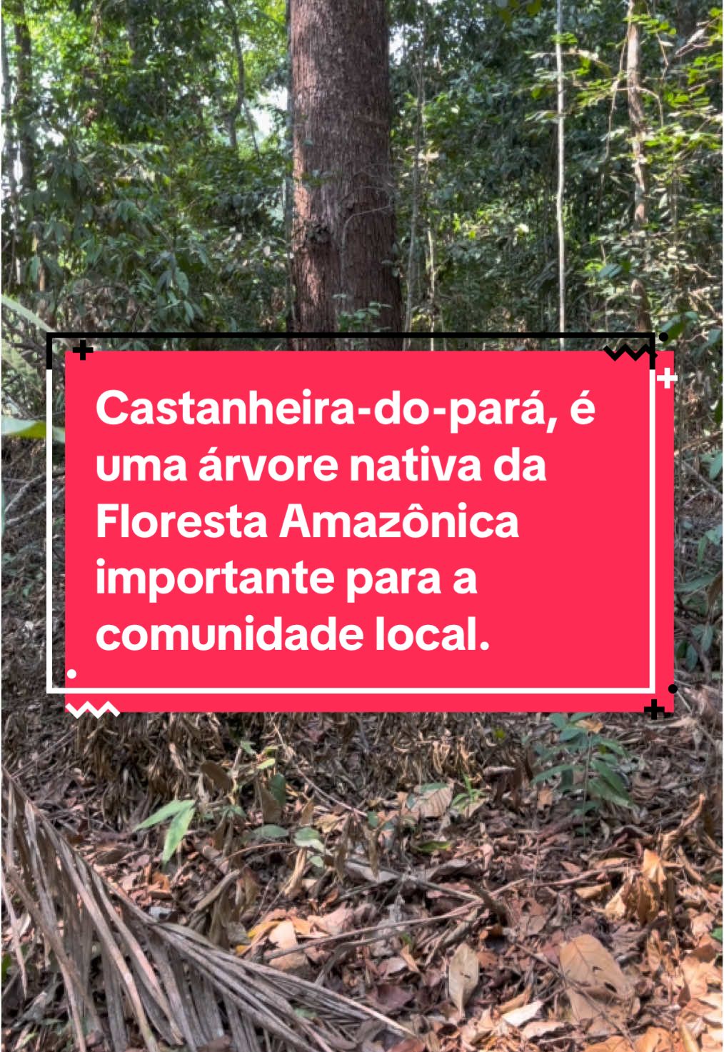 A castanheira (Bertholletia excelsa), também conhecida como castanheira-do-pará, é uma árvore nativa da Floresta Amazônica e está entre as espécies mais importantes e grandiosas da floresta tropical. Ela pode atingir até 50 metros de altura e vive por séculos, com um tronco robusto que chega a medir até 2 metros de diâmetro. A castanheira é valorizada não apenas pelo porte imponente, mas também por seu fruto, a castanha-do-pará, uma importante fonte de alimento e renda para comunidades locais e indígenas. Os frutos da castanheira são cápsulas duras, redondas e pesadas, que caem da árvore durante a estação de chuvas. Cada cápsula contém de 10 a 25 sementes, conhecidas como castanhas-do-pará. Essas castanhas são ricas em nutrientes, especialmente selênio, um mineral com fortes propriedades antioxidantes, além de proteínas, gorduras saudáveis e vitaminas. A castanheira desempenha um papel ecológico fundamental na floresta: seus frutos e folhas proporcionam alimento e habitat para uma variedade de animais, como roedores, pássaros e primatas, que ajudam na dispersão das sementes, assegurando a continuidade da espécie. No entanto, a castanheira está ameaçada devido à exploração madeireira ilegal, à expansão agrícola e à degradação ambiental na Amazônia. Por isso, ela é protegida por leis no Brasil, e a exploração da árvore para madeira é estritamente regulamentada.