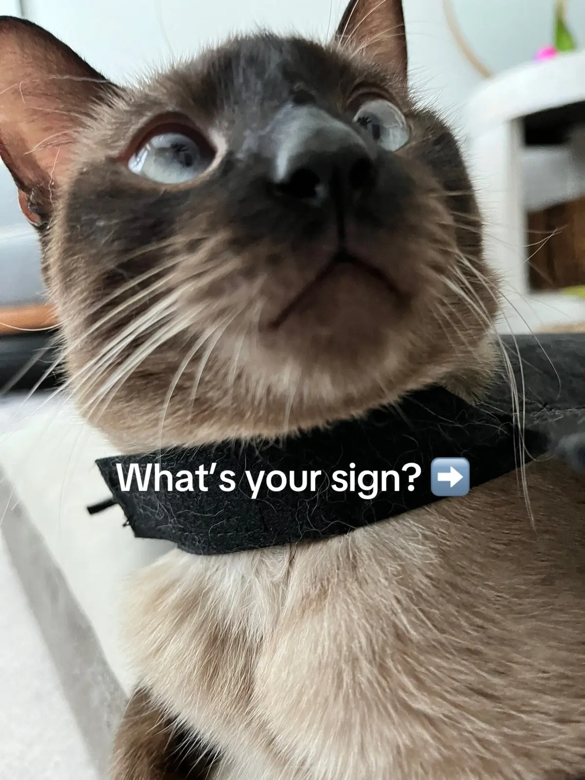 Is it accruate ?  #cats #catsoftiktok #astrology #fyp 