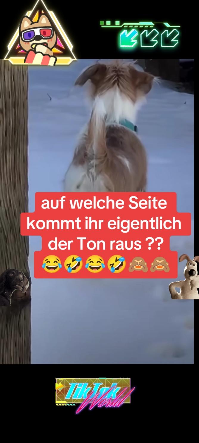 #viralvedio #viralvideotiktok #fur #furdich #musikviral #spaß #chef #freunde #foruyou #viral #forupage #hund #hundevideos #hundeauftiktok #hundeliebe #lustigevideos #dogsvideo #dogsoftiktokviral 