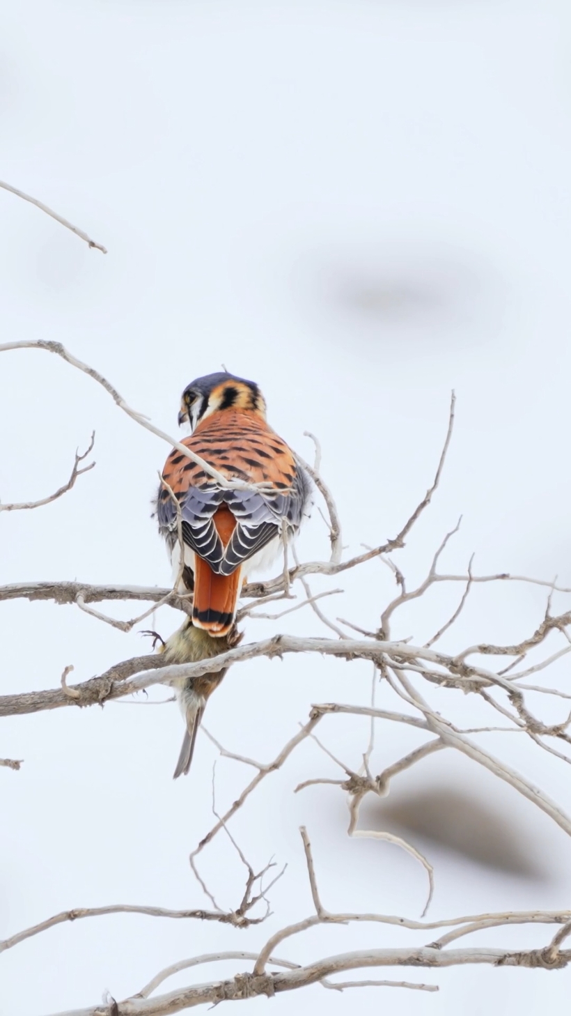One of the smallest raptors in the world, with a beautiful appearance and graceful hunting skills.American Kestrel (Falco sparverius).Wildlife birds.#kestrel #birds 
