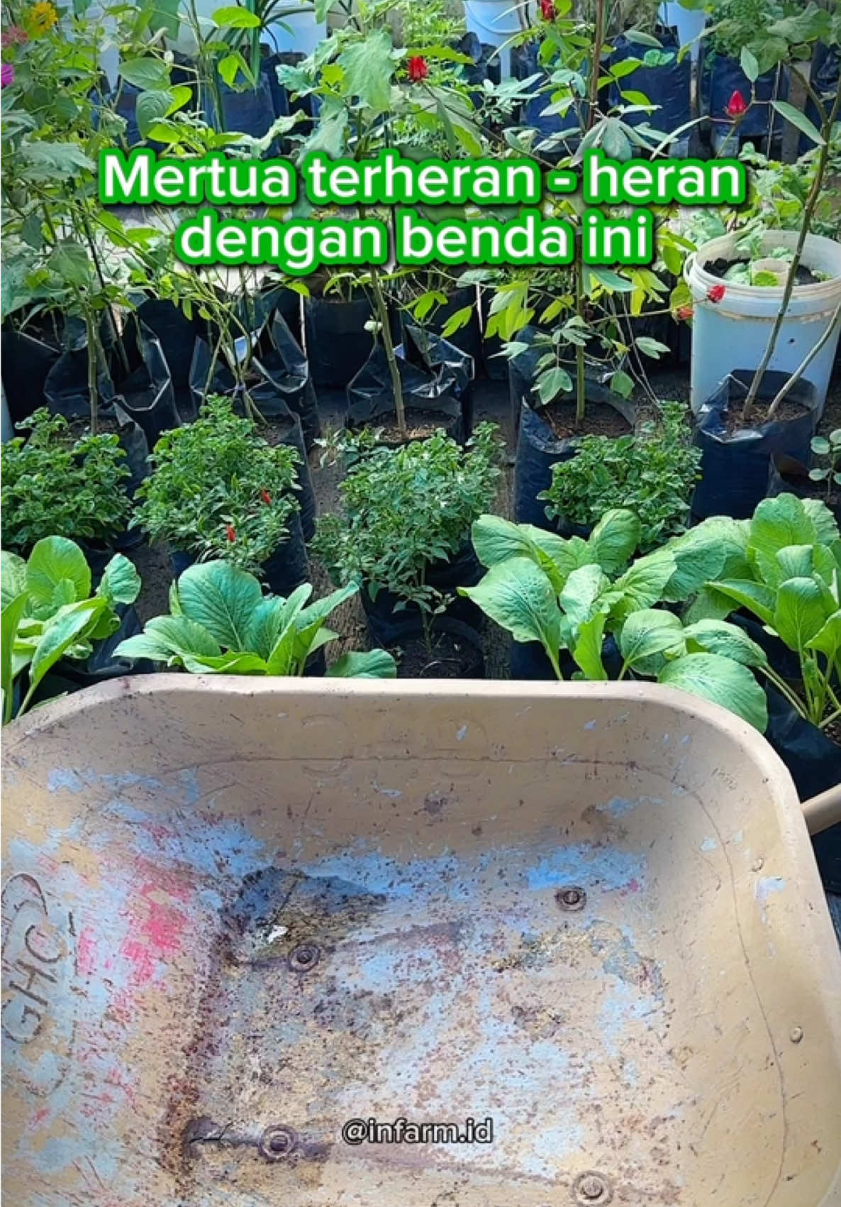 Serbuk ajaib pengganti tanah 🥰 #infarm #infarmid #berkebun 