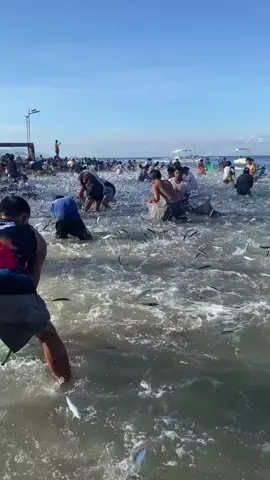 Sandamakmak na isdang tamban, napadpad sa dalampasigan sa Moalboal, Cebu! Ilang residente, gumamit ng batya, lambat at iba’t ibang lalagyan sa paghuli sa itinuring na biyaya ng dagat. 📷 Christian A. Sabandal  #gmaintegratednews #breakingnewsph #unangbalita