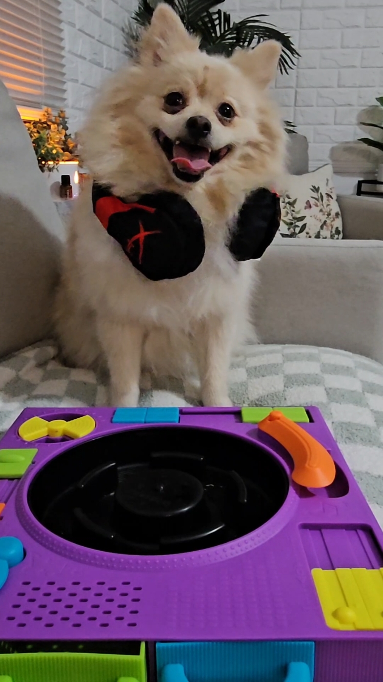 Winnie loves her new DJ Doggo #puzzlefeeder from @Brightkins Pets ❤️🐶 #treatpuzzle #slowfeeder #cutedog #pomeranian 