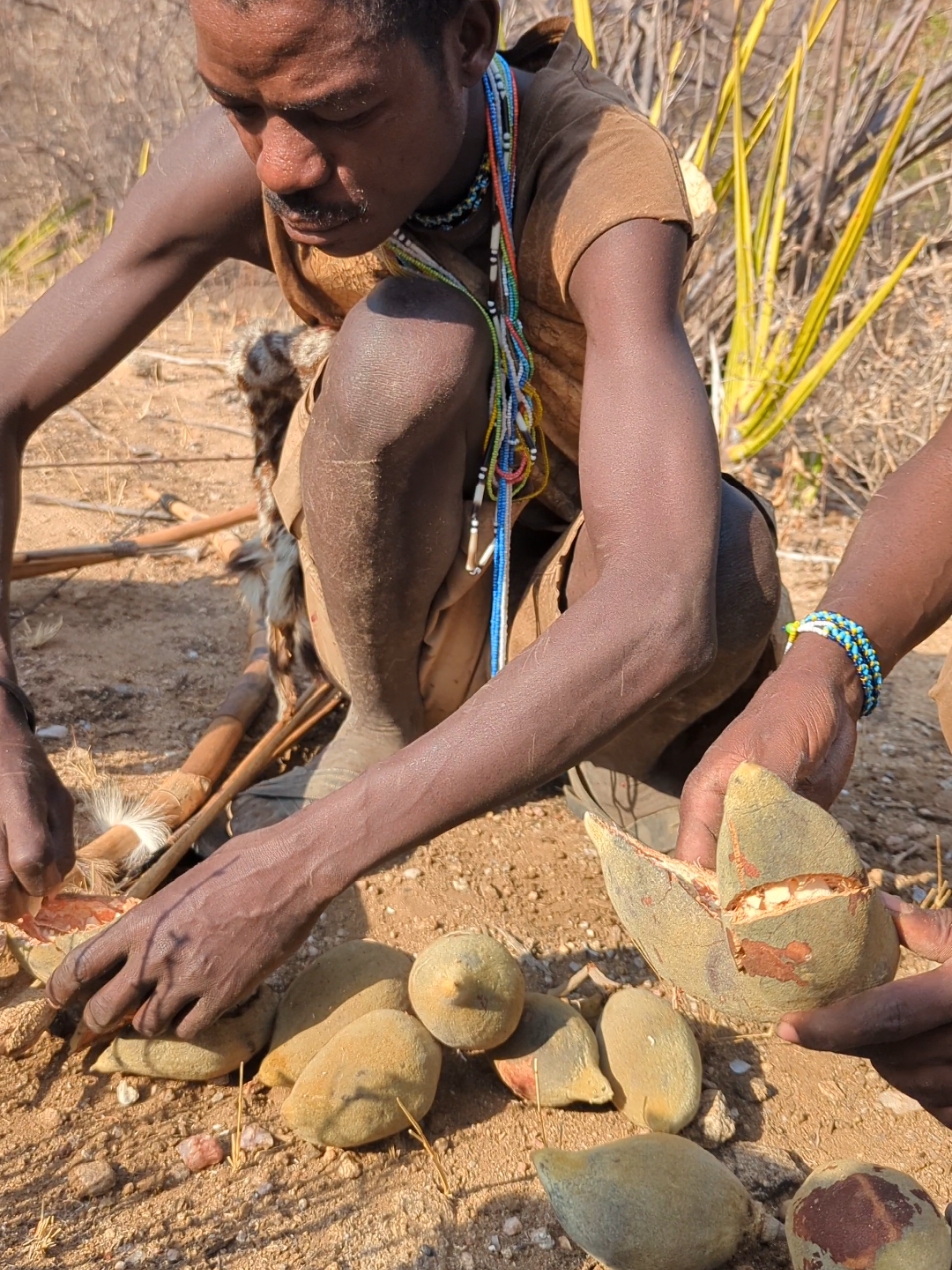 Hadzabe tribe bushmen eating baobab for breakfast food.