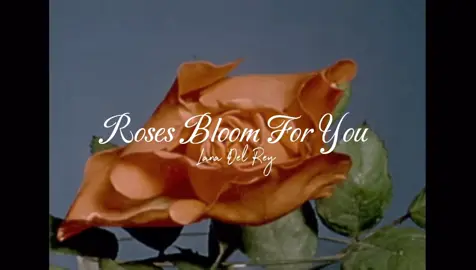 roses bloom for you, lana #lanadelrey #lana #lanaroses #rosesbloomforyou #darling #lustforlife #fyp #lanafans #lanavideo #vintageaesthetic #viral #2024election #kamala2024 