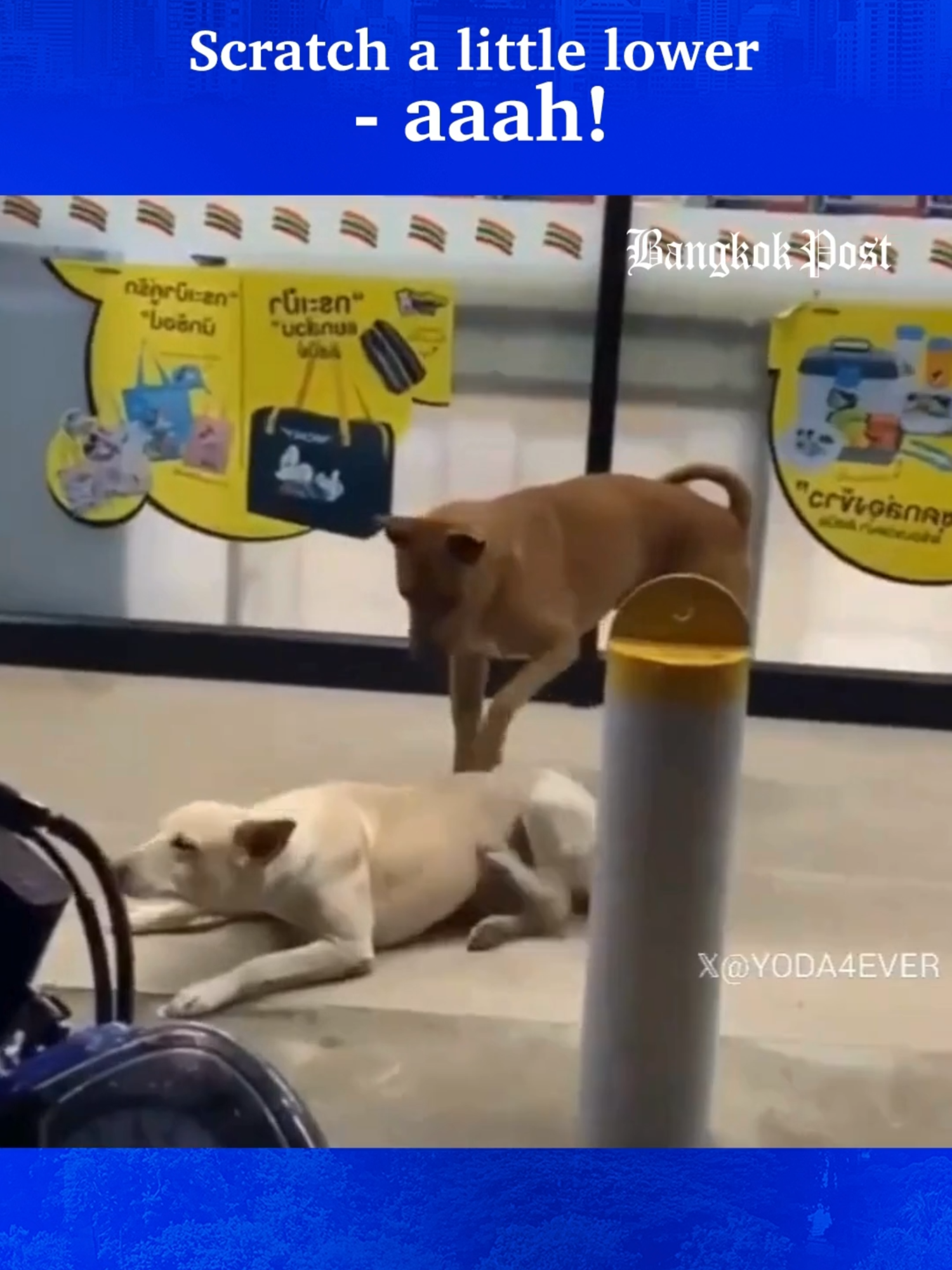 THAILAND - Stray dogs are a regular, if annoying, presence outside 7-Eleven stores, and this video of one dog giving the other a good scratch drew a quick response from netizens. #seveneleven #conveniencestore #straydog #straydogs #dogs #dog #หมาจร #หมาจรจัด #เซเว่น #dogsoftiktok #dogsoftiktokviral #dogsofinstagram #doggylover