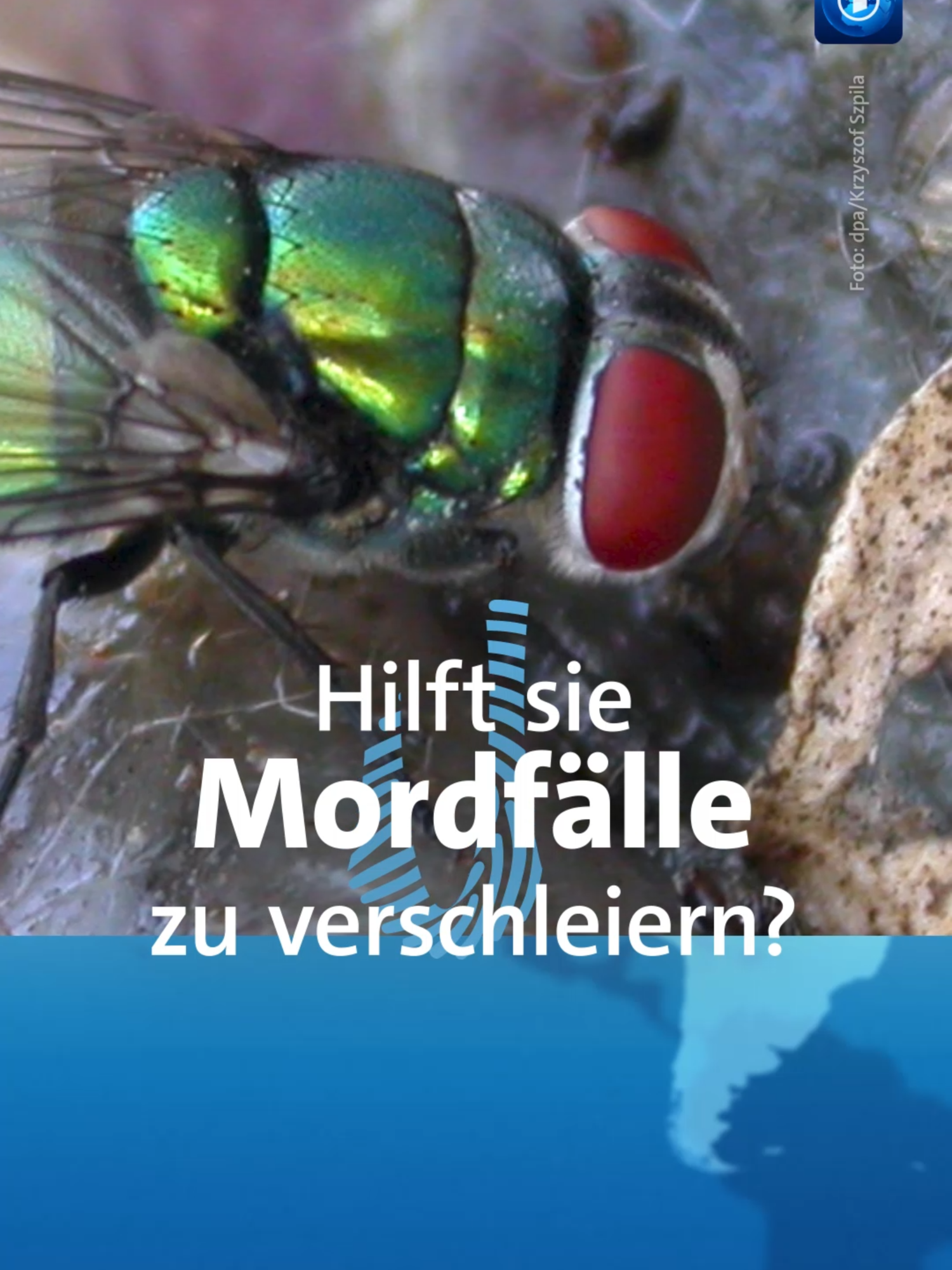 True-Fly-Crime: Eigentlich helfen Schmeißfliegen bei der Aufklärung von Verbrechen... #schmeißfliege #truecrimetiktok #crime #tagesschau