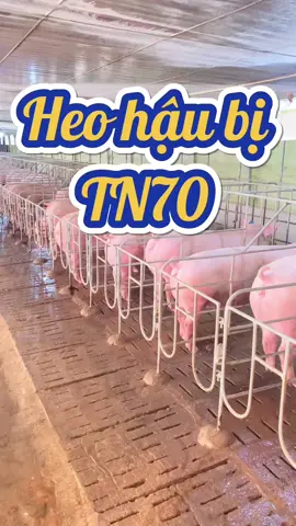 Heo hậu bị TN70 sau khi phối giống nhìn đẹp thật sự các bác ạ🐷🐷🐷🍀🌈#heo #pigfarm #channuoiheo #xuhuongtiktok2024❤️🌈✔️ 