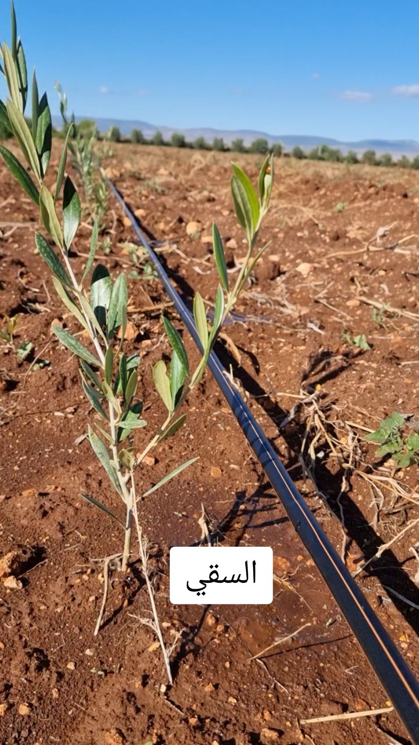 #أشجار #الزيتون #الفلاحة #الزراعة #الماء 