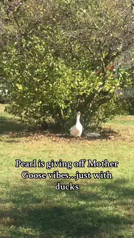 I am shocked at the bond that has formed between Pearl and the girls. She walks them to bed everynight before putting herself to bed. She watches over them while they nap. And they love hee just as much 💗Is this normal? I’ve never had a goose before. #goose#mothergoose#runnerducks #ducks #metzerfarms 