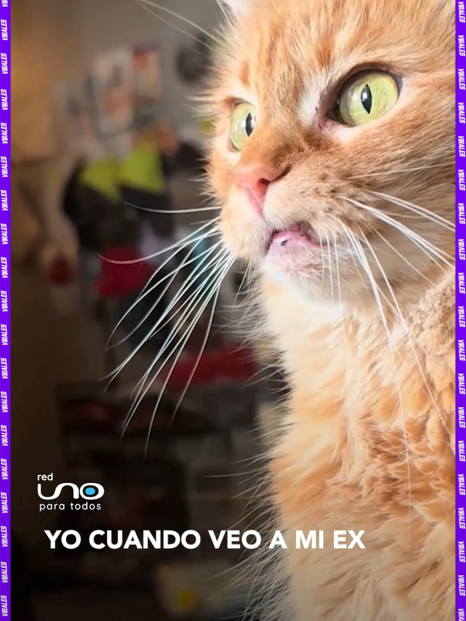 #viraless | Cuando la vida te trae recuerdos que preferirías olvidar... y este  gato tiene la mejor reacción. 😾💔 ¡Esa cara lo dice todo!  ▶️ Más información en www.reduno.com.bo  #GatoDesagradado #Ex  #reduno