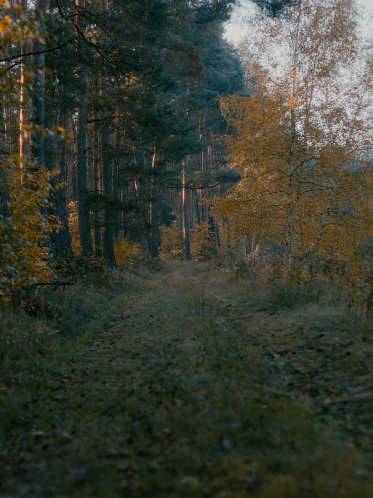 Forest path in the morning this fall 🌳☀️🍁 #forest #autumn #cinematic #tree #naturelover #nature