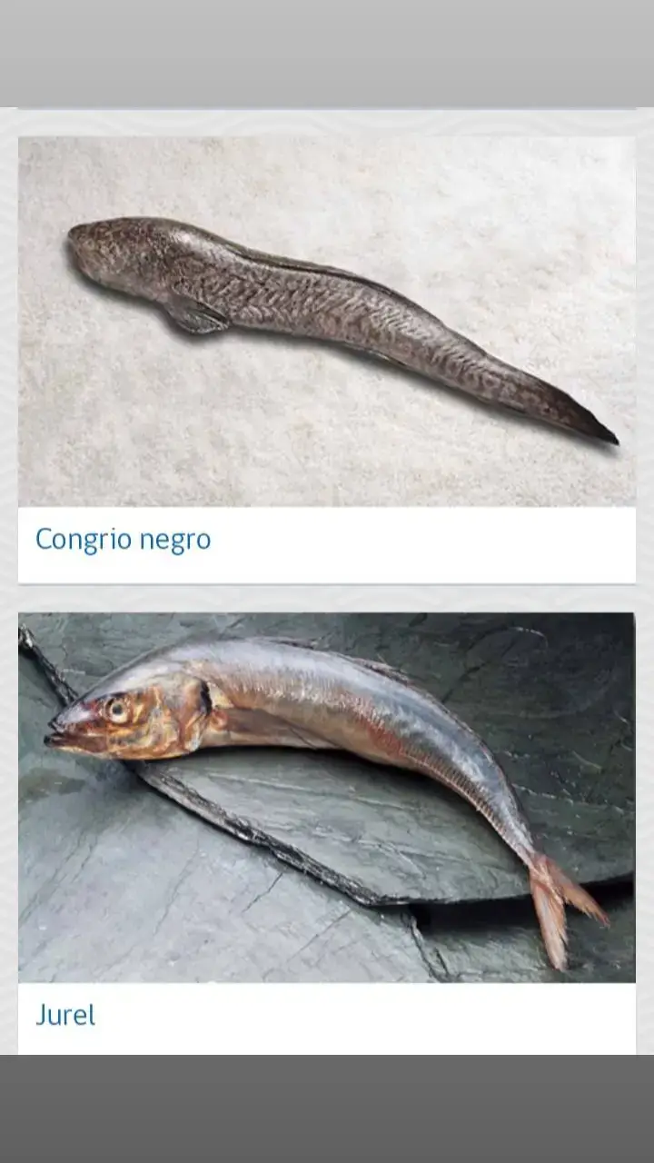 CHILEAN FISH 🇨🇱🇨🇱🇨🇱🇨🇱🇨🇱🇨🇱🇨🇱🇨🇱🇨🇱