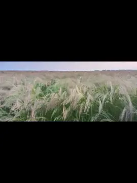 የጎጃም ማኛ ጤፍ እነማይ