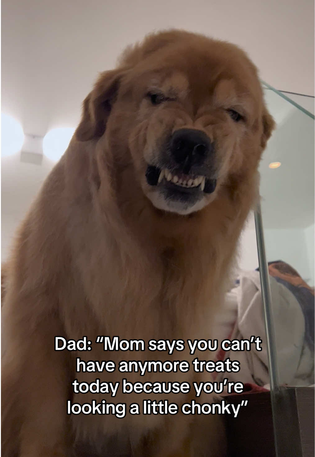 Mom have yet to see a mad golden retriever 😡 #funnydog #dogsofinstagram #dog #dogs #doglover #funnydogs #doglife #dogoftheday #cutedog #puppy #dogstagram #funny #happydog #doglovers #instadog #cute #Love #doggo #puppylove #cutedogs #ilovemydog #puppiesofinstagram #pets #dogphotography #dogofinstagram #doglove #dogsofinsta #funnymemes #funnydogsofinstagram #funnyanimals #angrydog #goldenretriever #goldenretrieverlife #funnymoments 