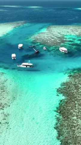 The Vaavu Shipwreck, known as Aslubreak is a wooden boat sunken near Keyodhoo island and is celebrated as an amazing snorkeling spot where visitors can expect to encounter a wide variety of marine life 🚢🇲🇻☀️ . 🎥 @Visit Keyodhoo  . #shipwreck #vaavushipwreck #maldives #visitmaldives #visitkeyodhoo #marinelife #snorkeling #freediving #dronevideo #traveldestination #beautifuldestinations #f #traveldestination #fyp #foryou #fypシ #foryoupageofficiall #foryoupage❤️❤️ 