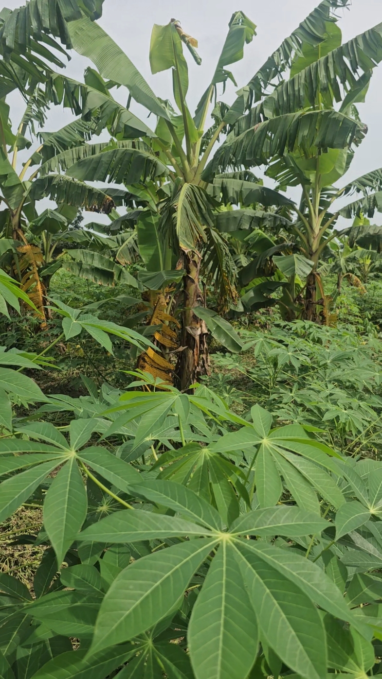 Come with me on a stroll through our plantain and cassava intercrop today. 