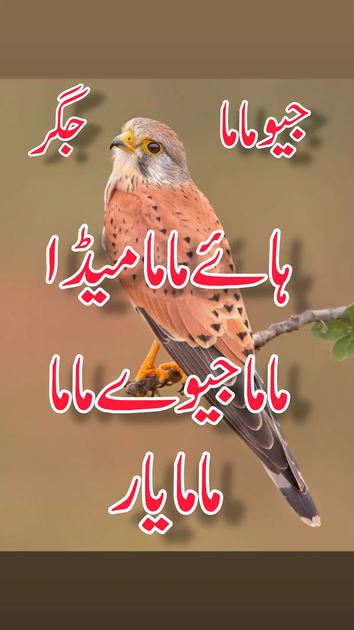 #سرائیکی_سٹیٹس،سرائیکی۔سونگ🌹 #سرائیکی_سٹیٹس،ویڈیو #سرائیکی۔سونگ🌹✌️❣️ #اسٹیٹس۔۔۔۔۔۔۔۔۔۔❤ #اسٹیٹس_وائیرل #WhatsAppstatus #whatsappstatusvideo #whatsappstatus #whatsappstatusshayari #whatsappstatustamil #whatsappstatuslyrics #whatsappstatuslari #whatsappstatussong #whatsappstatusmalayalam #status #statusvideo #statusparawhatsapp #statuswa #statusvideos #statuslover #statusgospel #statusselebritis #statusdemúsicas #statusharian #saraikisong #saraikisongs #saraikisongstatus #saraikisongs #saraikisongs #saraikisongslovers #saraikiviral #saraikiviralsong #saraikiviralvideo #saraikiviralpoetry #saraikiviralvideos #viral #viralvideo #viraltiktok #virall #viral_video #viralvideos #viraliza #virale #viralllllll #viraliz, #saraiklove💔 #saraikistatus❤️💕 #saraikistatus786❤️ #statusvideo💔👍 #newsaraikistatus💪 #newsaraikistatus🤘 #newstatus❤️👍💪 #status💔💪 #statusvideo💛👍 #statusvideo💔👍 Tiktok team Unfreeze my Accounts ولا سوچ @پیام عشق