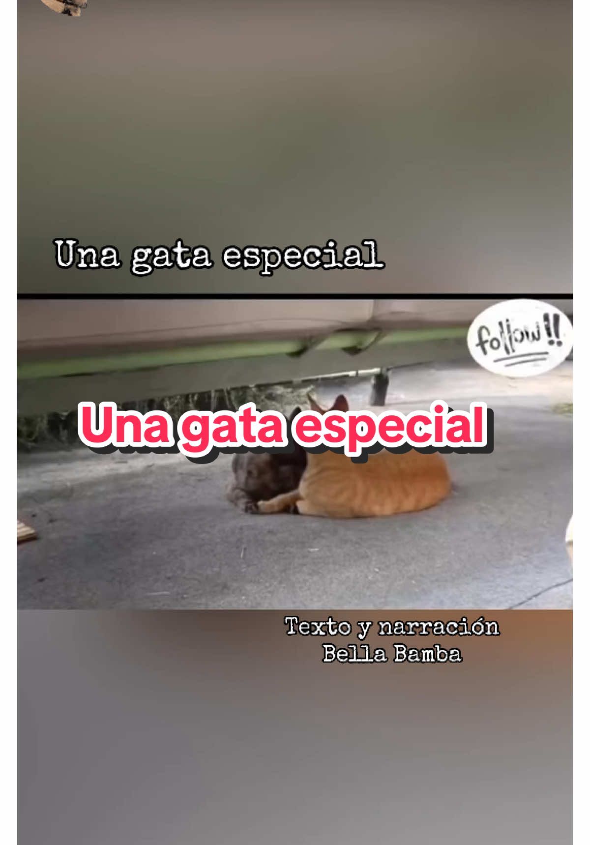 Una gata especial #historiasdeanimales #bellabamba #gato #catlover #catlovers 