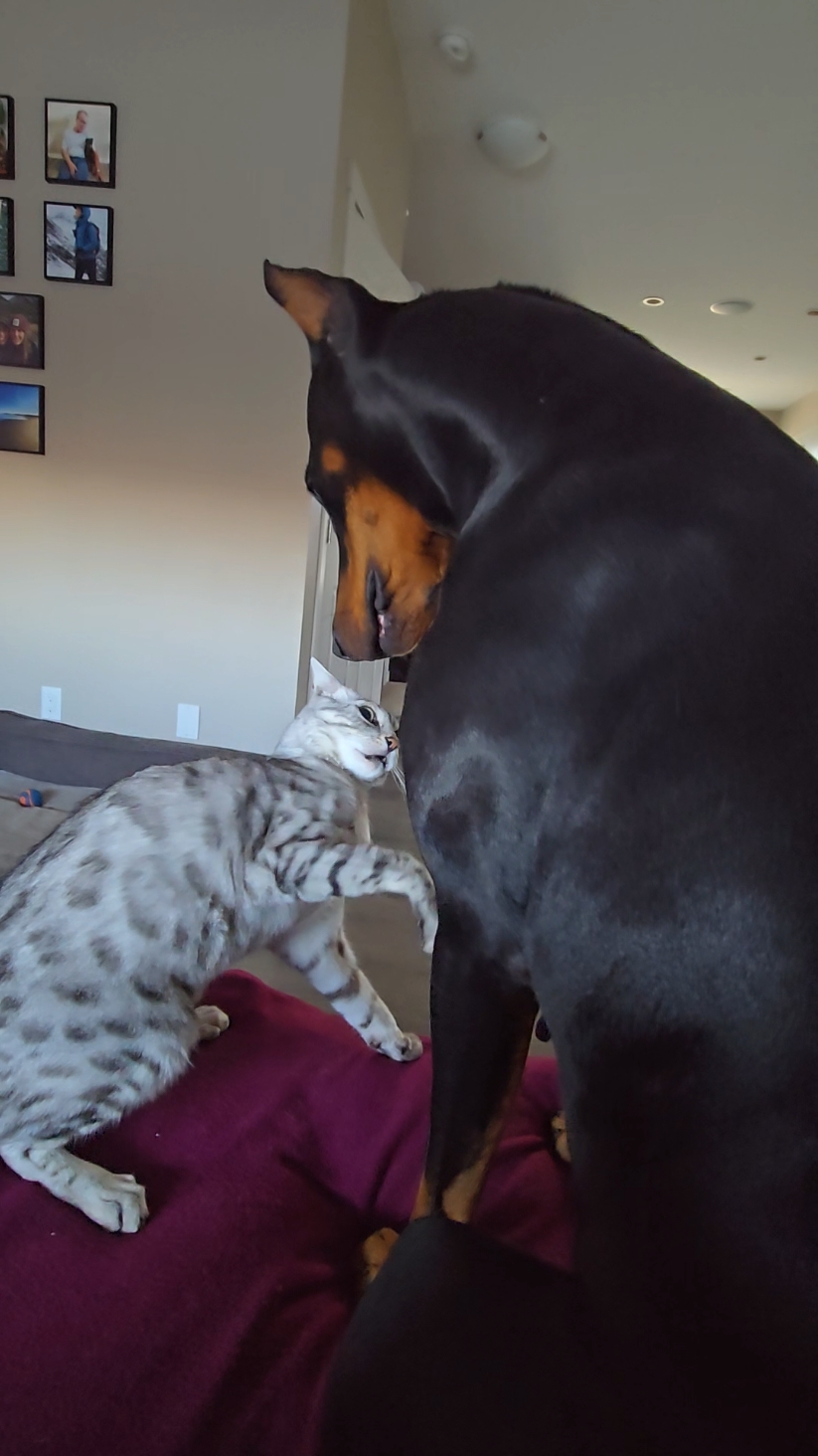 Monday Morning Throwdown . These two are BFFs majority of the time. But sometimes the cat picks fights. Sometimes you have to see how they deal with things and intervene when necessary.  Neither were hurt. I was impressed with how Willow tried to get him to chill. #dogsoftiktok #throwdown #catvsdog #doberman #trend #fight #bengal #bengalcat 