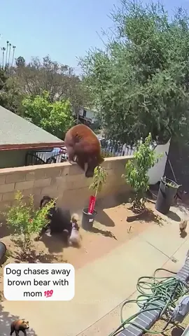 Dog vs.Bear 🐻☠️#dog #dogsoftiktok #bear #fyp #foryoupage #funnyvideo #funnyanimals #pet #usa_tiktok #usa 