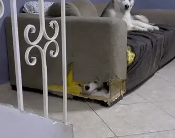 La dejas sola dos horas y ya rompio el sillon 😩🙃#viraltiktok #pets #viral #husky #nonosimporta #perro #sinlimites #fyp 