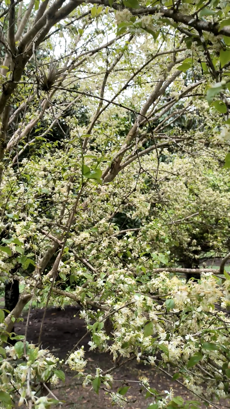 Pé de Pitanga florescendo para dar frutas  #pitanga #flores #abelhas #natureza