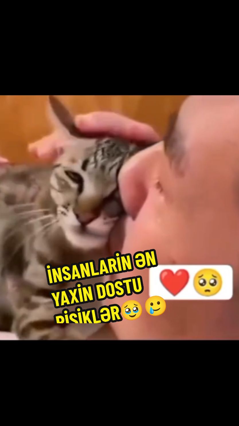 İnsanlarin ən yaxin dostu heyvanlar pişiklər #love_prince_ #maraqli #videolar #sevgilim #Love #kesfet 