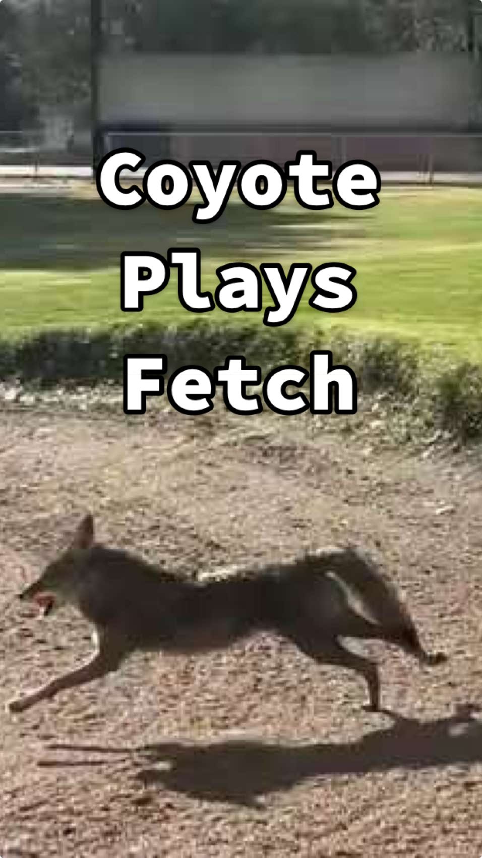 If not friend, why friend shaped? Why playful?  😂🐕🏌️🏌️ (Via - Paxton  G.) #Coyote #Golf #Fail #WildAnimals